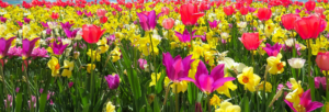 Printemps-jardinnage